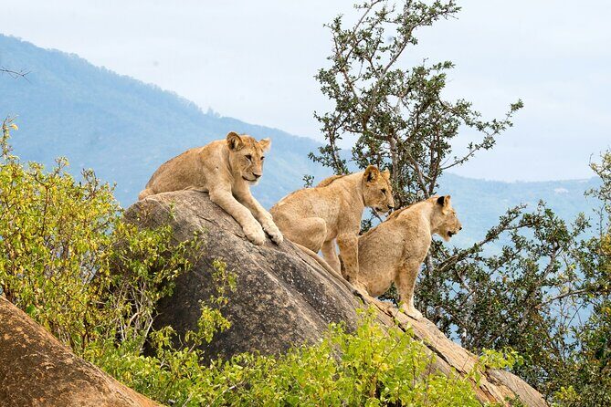 Nairobi National Park Early Morning or Afternoon Game Drive - FAQ