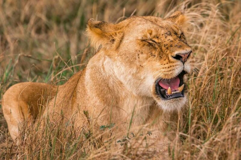 Nairobi: National Park Early Morning or Afternoon Tour - The Experience in Detail