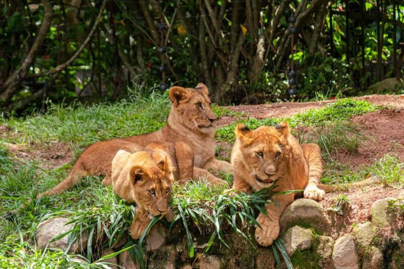 Nairobi: National Park Early Morning or Afternoon Tour - FAQs