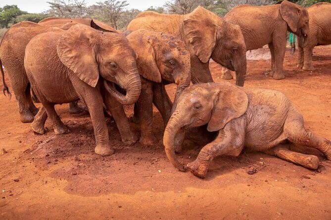 Nairobi National Park, Elephant Orphanage and Giraffe Centre - Practical Details and Tips for Travelers
