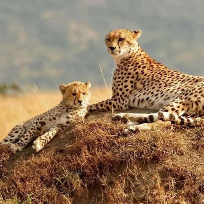 Nairobi: National Park, Elephant Orphanage, and Giraffe Tour - Key Points
