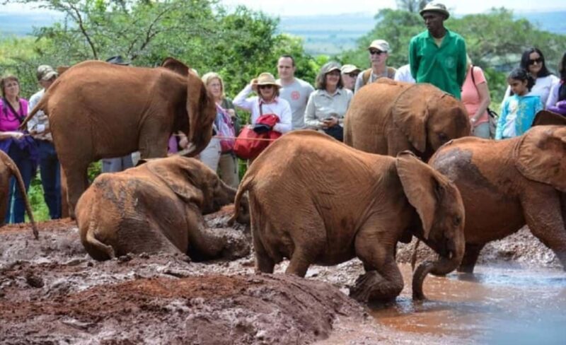 Nairobi: National Park, Elephant Orphanage, and Giraffe Tour - A Close Look at the Tour Experience