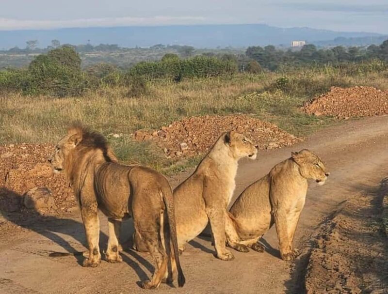 Nairobi: National Park, Elephant Orphanage, and Giraffe Tour - Who Will Love This Tour?
