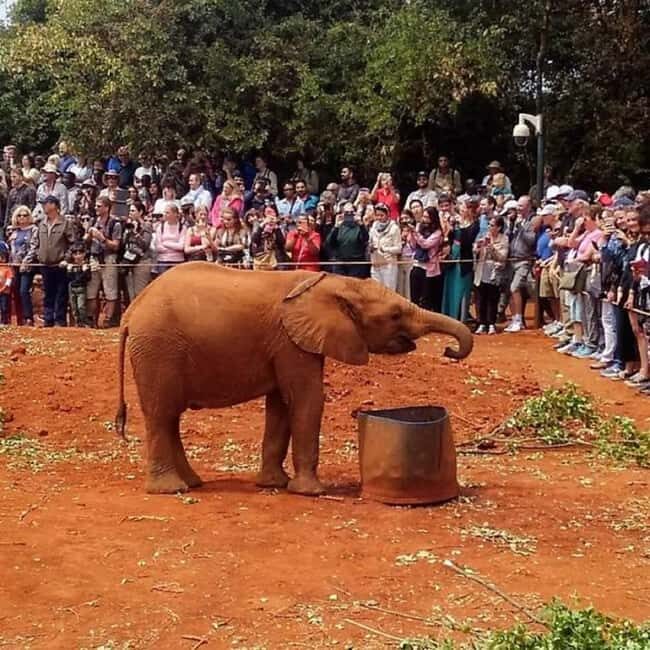 Nairobi: National Park, Elephant Orphanage, and Giraffe Tour - An Overview of the Tour