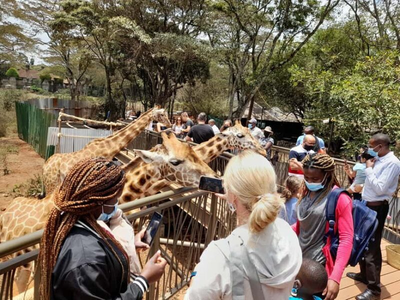 Nairobi: National Park, Elephant Orphanage, and Giraffe Tour - The Experience in Detail