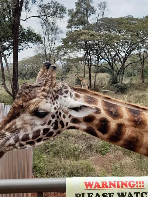 Nairobi: National Park, Elephant Orphanage, and Giraffe Tour - Who Is This Tour Best For?