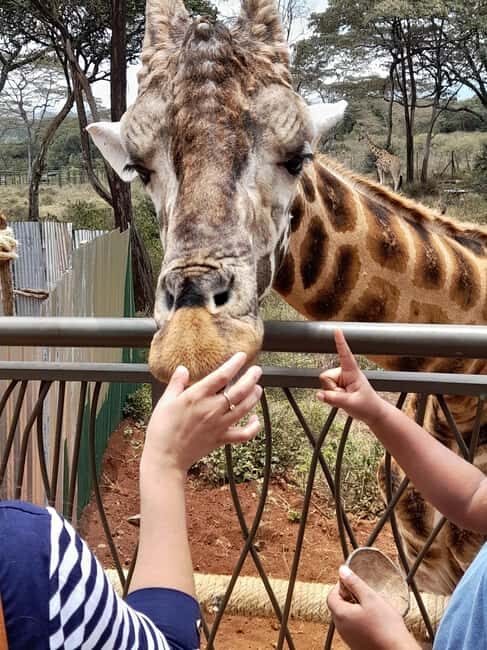 Nairobi: National Park, Elephant Orphanage, and Giraffe Tour - The Sum Up