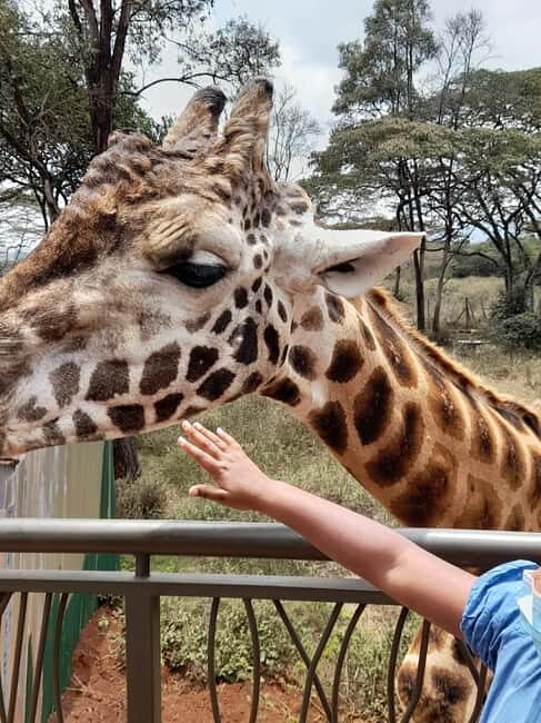 Nairobi: National Park, Elephant Orphanage, and Giraffe Tour - FAQ