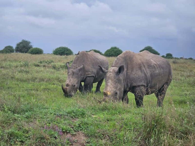 Nairobi: National Park, Elephant Orphanage & Giraffe Center - Authentic Experience & What Travelers Say