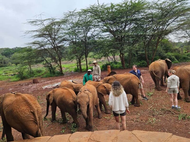 Nairobi: National Park, Elephant Orphanage & Giraffe Center - Who Will Love This Tour?