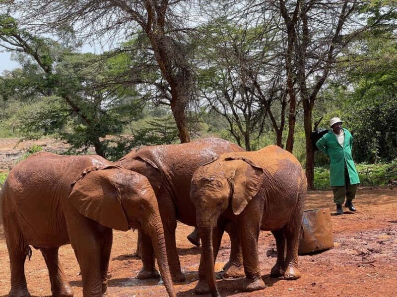 Nairobi National Park, Elephant Sanctuary & Giraffe Centre - Key Points