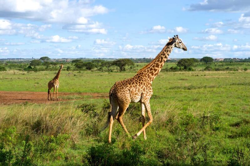 Nairobi National Park, Elephant Sanctuary & Giraffe Centre - The Real Deal on Costs and Value