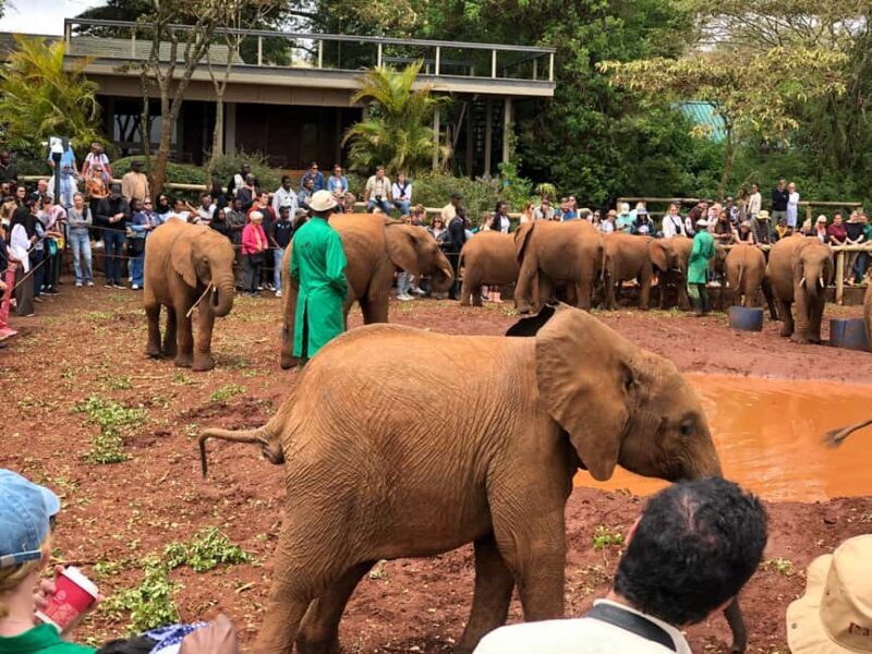 Nairobi National Park, Elephant Santuary & Giraffe center. - Key Points