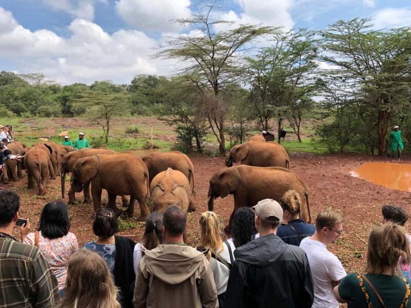 Nairobi National Park, Elephant Santuary & Giraffe center. - Whats Included and How It Works