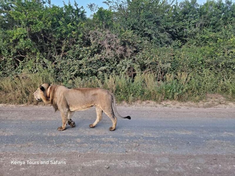 Nairobi National Park Evening Game Drive With free Pick Up - Key Points