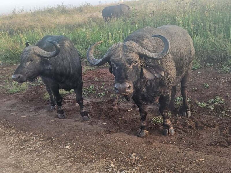 Nairobi National Park Evening Game Drive With free Pick Up - Practical Details and Value