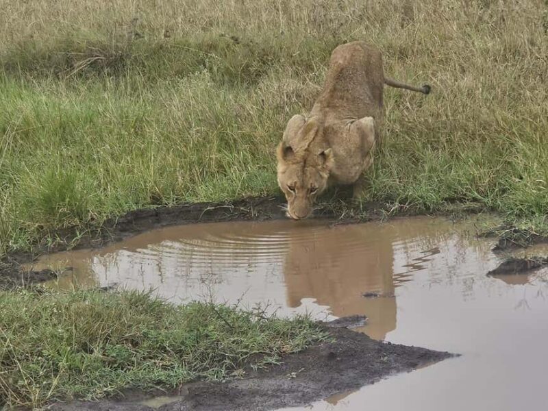 Nairobi National Park Evening Game Drive With free Pick Up - Transportation and Group Size