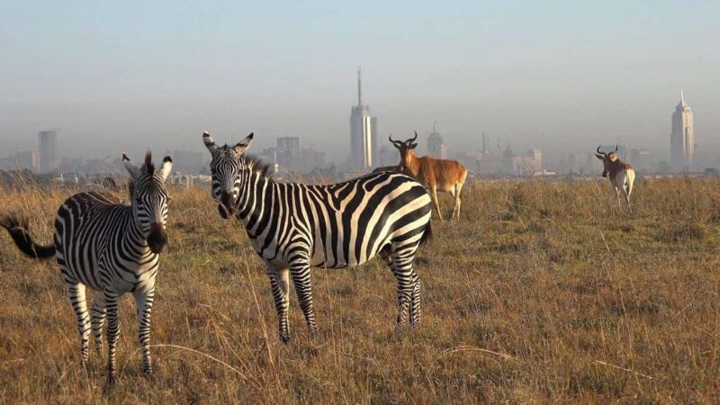 Nairobi: National Park Game Drive and Beads Center Tour - Exploring Nairobi’s Natural and Cultural Gems