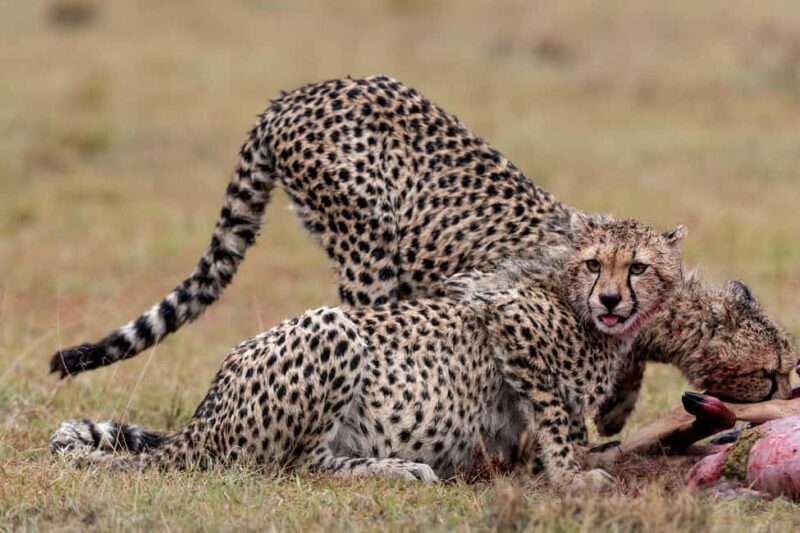 Nairobi National Park Game Drive on a pop up safari minivan - Key Points