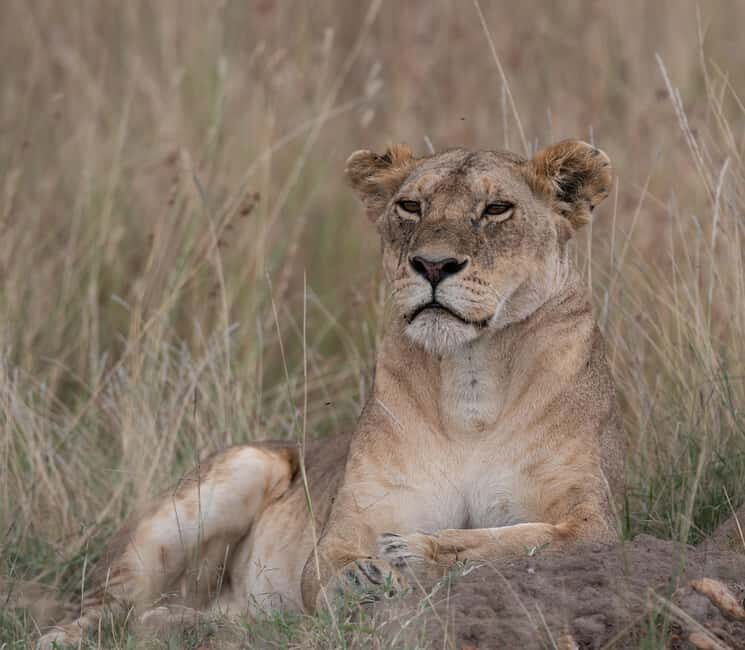 Nairobi National Park Game Drive on a pop up safari minivan - An Introduction to the Experience