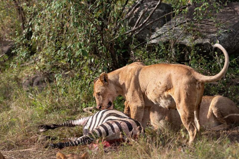 Nairobi National Park Game Drive on a pop up safari minivan - The Value of This Safari