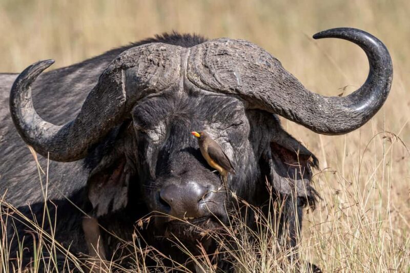 Nairobi National Park Game Drive on a pop up safari minivan - Who Is This Tour Best For?