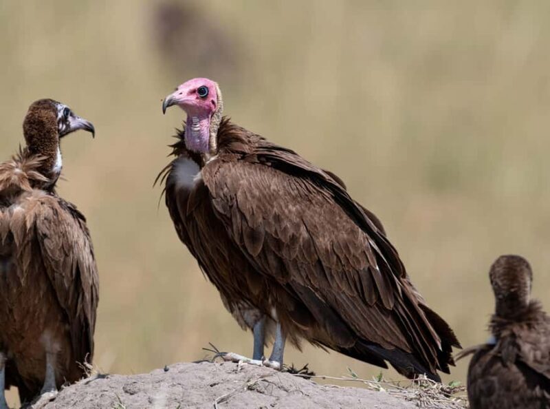 Nairobi National Park Game Drive on a pop up safari minivan - FAQ