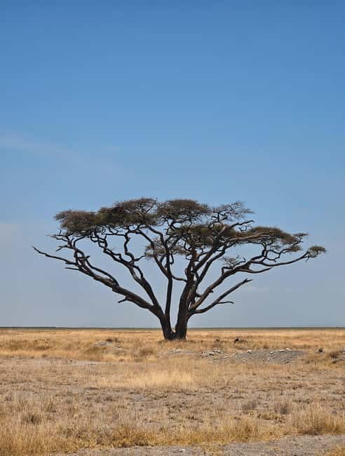 Nairobi National Park Game Drive Only - What Travelers Are Saying