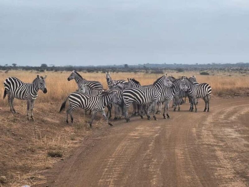 Nairobi National Park Game Drive With Free pick up and Drop - Practical Tips for Booking and Enjoying