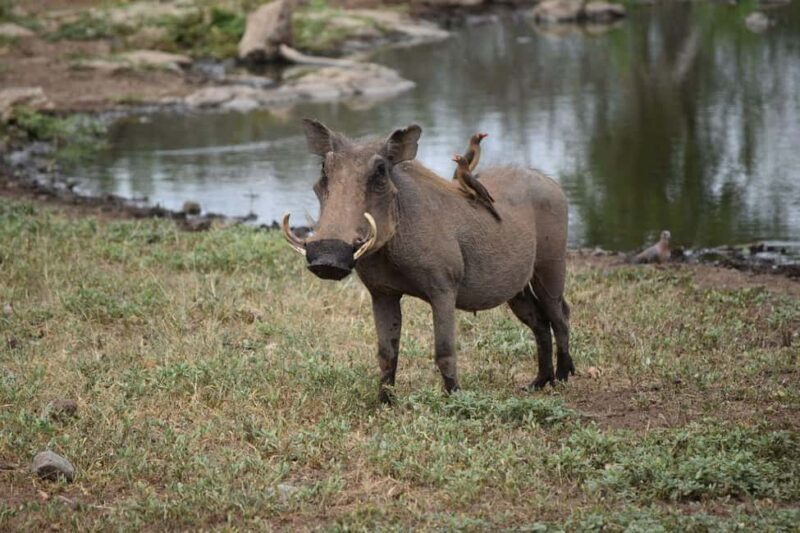 Nairobi National Park Game Drive With Free pick up and Drop - Who Should Consider This Tour?