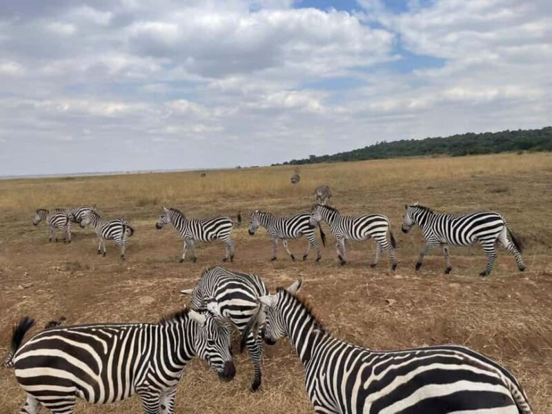 Nairobi National Park Game Drive With Free pick up and Drop - Final Thoughts