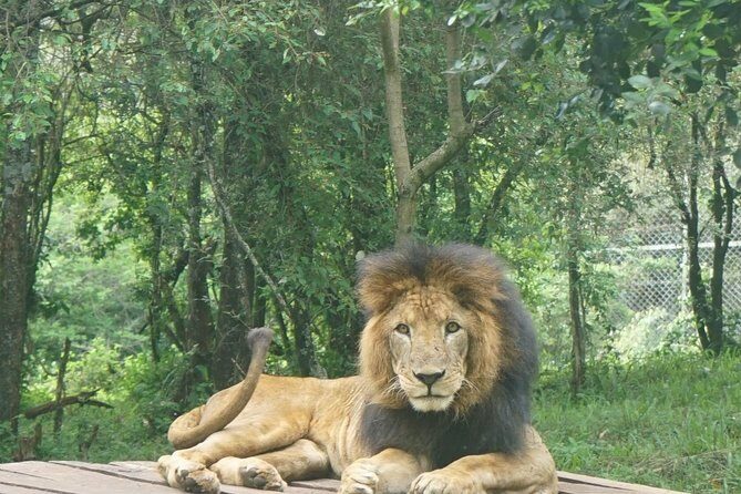 Nairobi National Park Game Drive With free Pick Up - Key Points