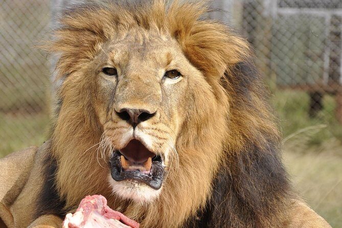 Nairobi National Park Game Drive With free Pick Up - FAQ