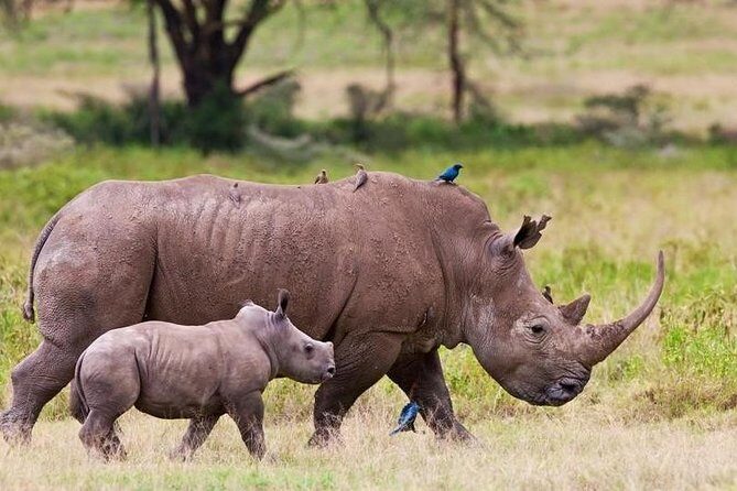Nairobi National Park Game Drive With Free Pick Up Group Joining - The Experience: What It’s Like From Start to Finish