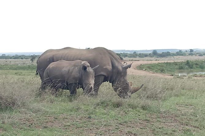 Nairobi National Park Game Drive With Free Pick Up Group Joining - The Sum Up: Is It Worth It?