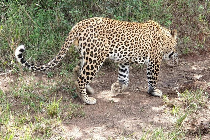 Nairobi National Park Game Drive With Free Pick Up Group Joining - Frequently Asked Questions (FAQs)