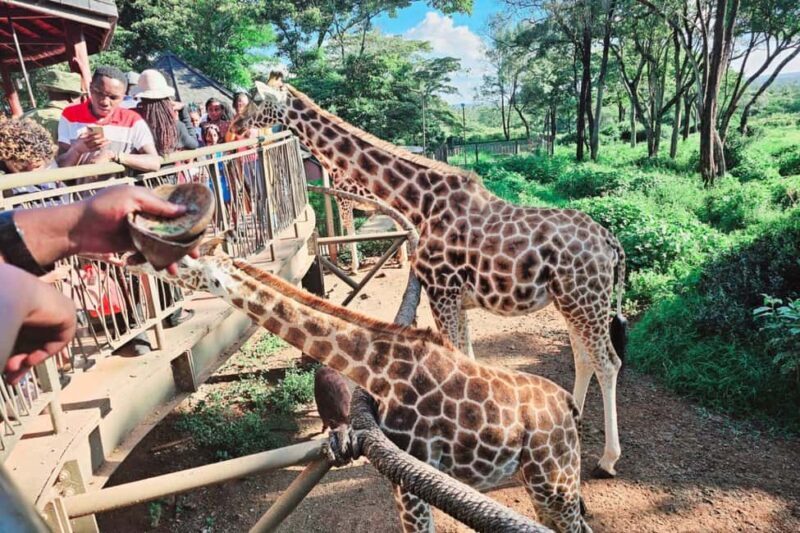 Nairobi National Park, Giraffe, Carnivore Lunch and Bomas - FAQ