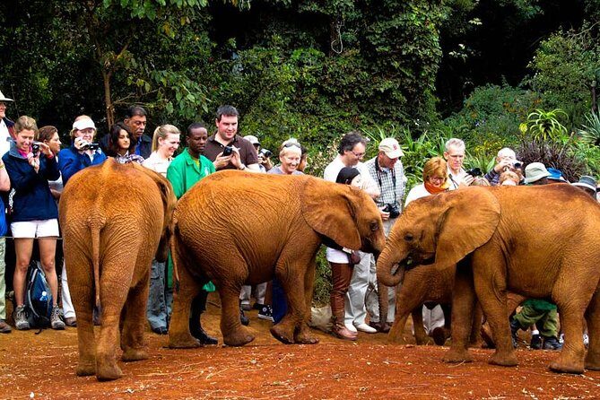 Nairobi National Park, Giraffe Center and Elephant Orphanage Day Tour from Nairobi - Introduction: A Great Choice for Wildlife Curious Travelers