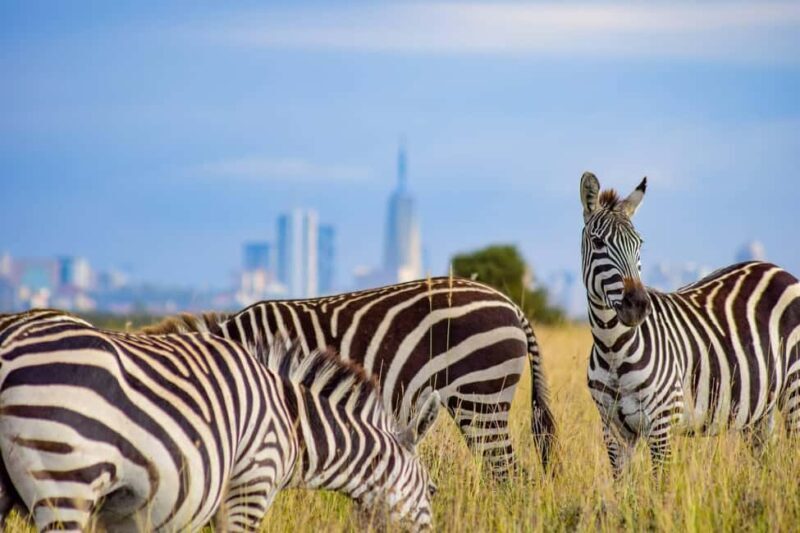 Nairobi National Park, Giraffe Center and Lunch at Carnivore - Final thoughts