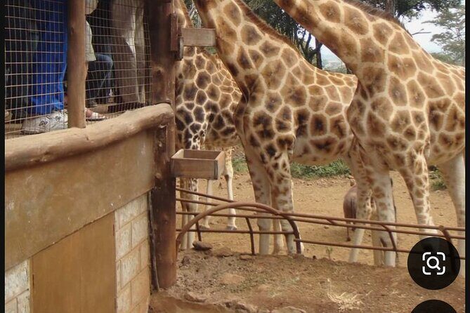 Nairobi National Park Giraffe Center Carnivore Lunch - The Appeal of Nairobi National Park