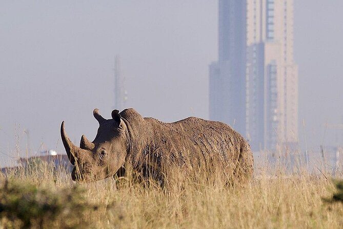 Nairobi National Park Giraffe Center Carnivore Lunch - What Past Travelers Say