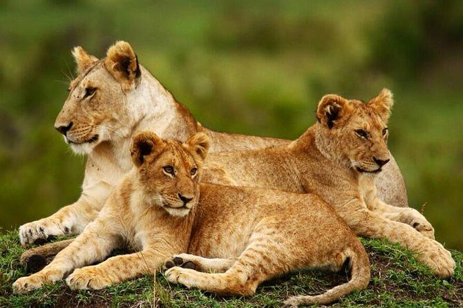 Nairobi National Park, Giraffe Center & Karen Blixen Museum - What to Expect from Each Part of the Tour