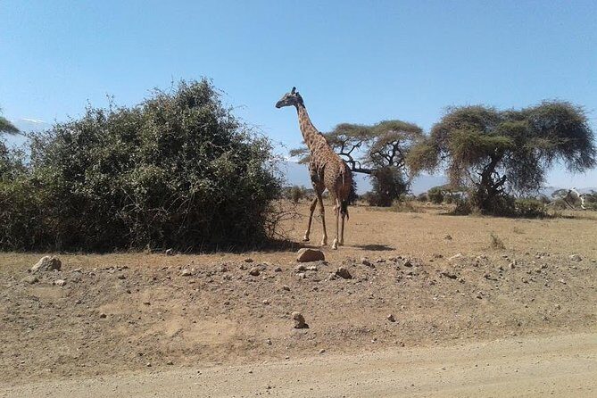 Nairobi National Park, Giraffe Center & Karen Blixen Museum - The Sum Up