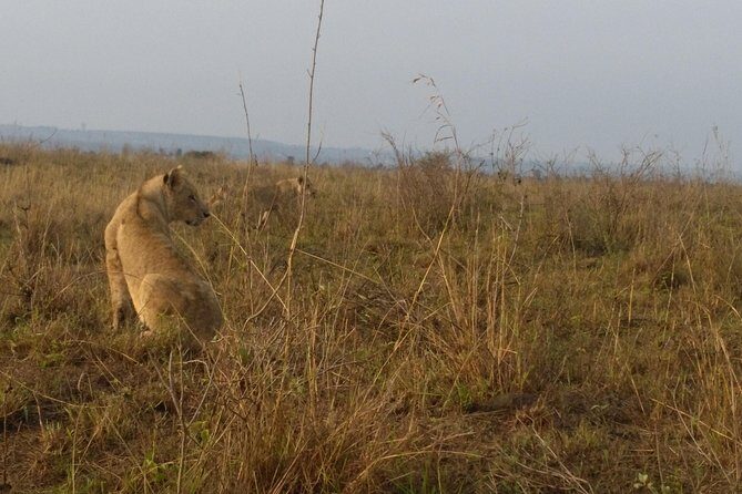 Nairobi National Park, Giraffe Center & Karen Blixen Museum - Frequently Asked Questions