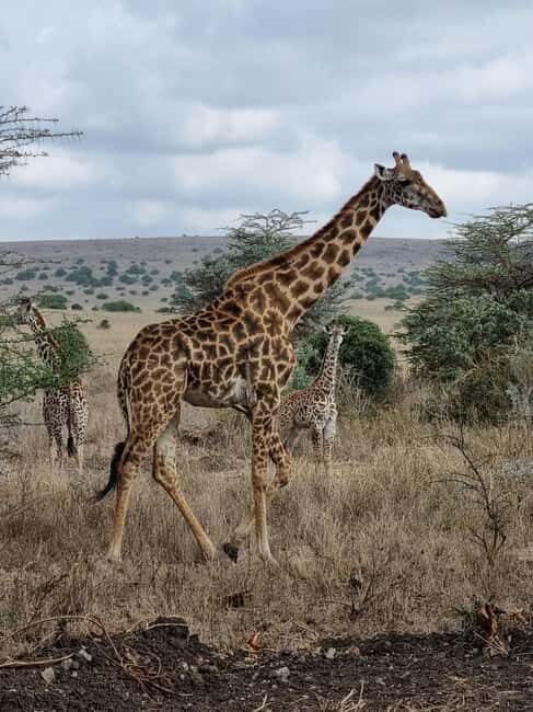 Nairobi: National Park Group Safari - Key Points