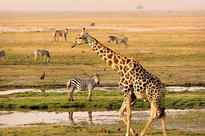 Nairobi National Park Group Tour - In-Depth Look at the Nairobi National Park Group Tour