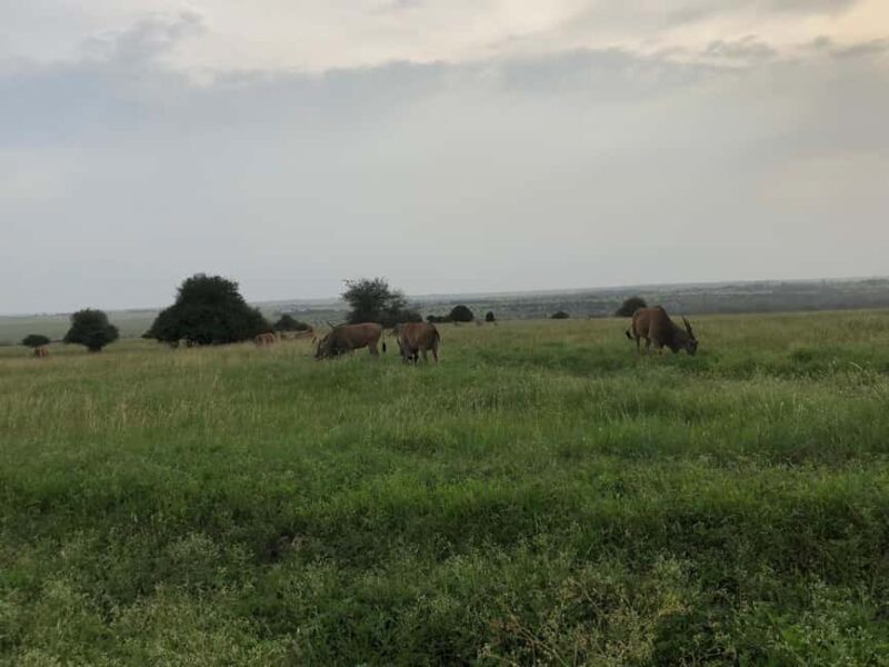 Nairobi National Park Group Tour. - Real Traveler Perspectives