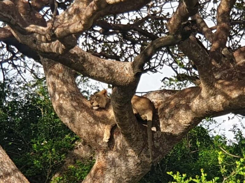 Nairobi National Park Group Tour. - Who Should Consider This Tour?