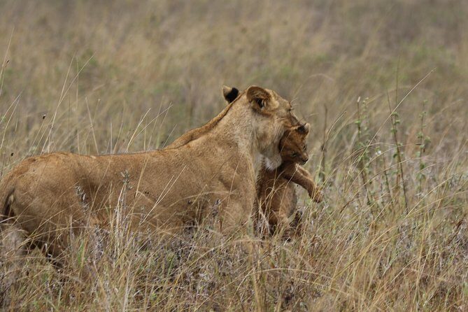 Nairobi National Park guided tour - The Sum Up: Is This Tour Right for You?