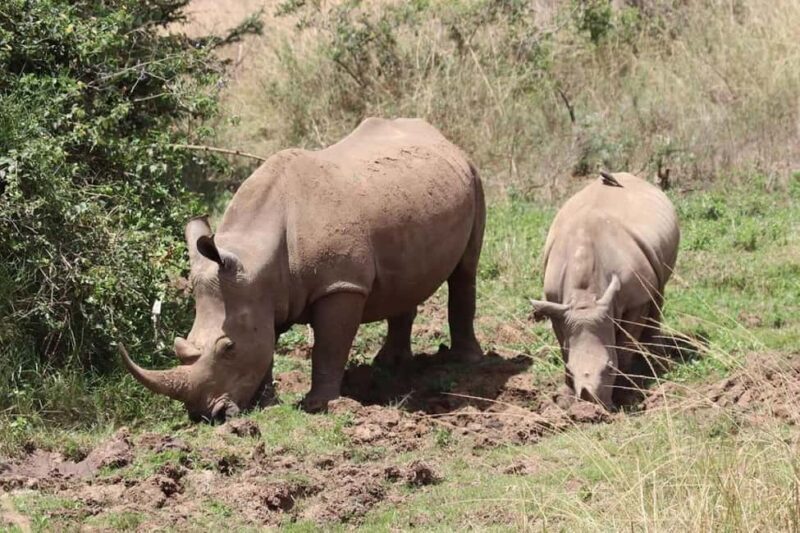 Nairobi National Park Half Day/Full Day Game Drive - What You Can Expect from the Nairobi National Park Game Drive